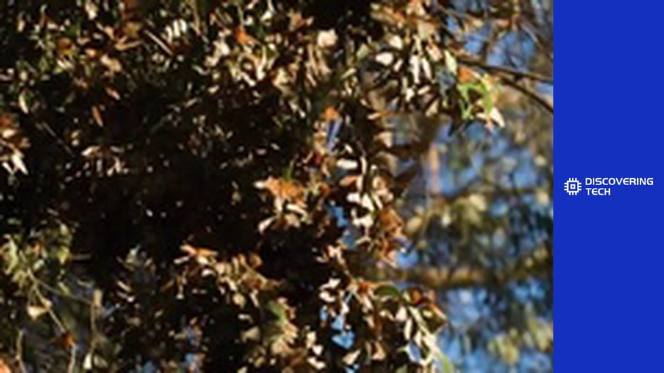 VOA TEK: Butterflies