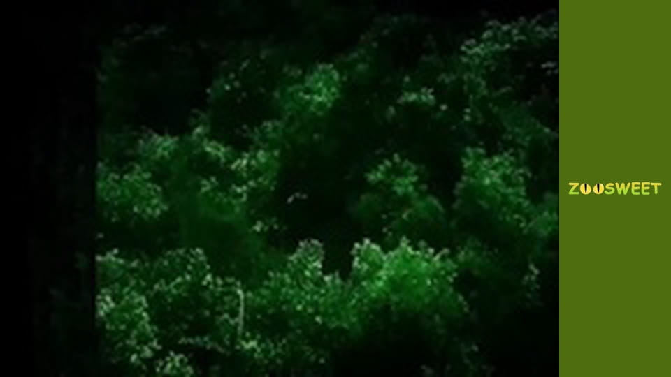 Animal communities, Season 1, Episode 4