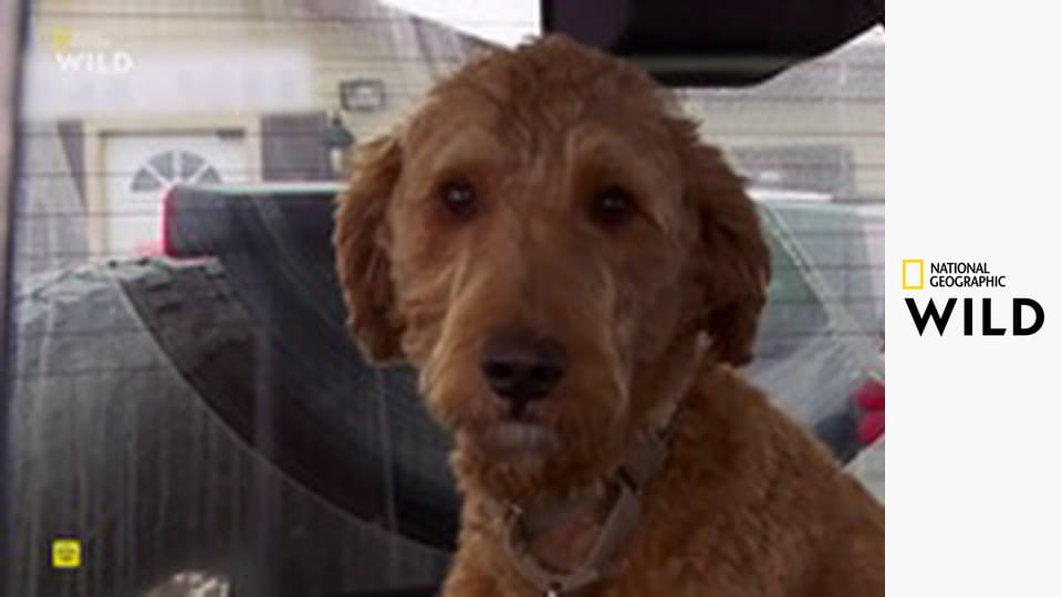 Skvělý dr. Pol S19E8 - Mládě na cestě