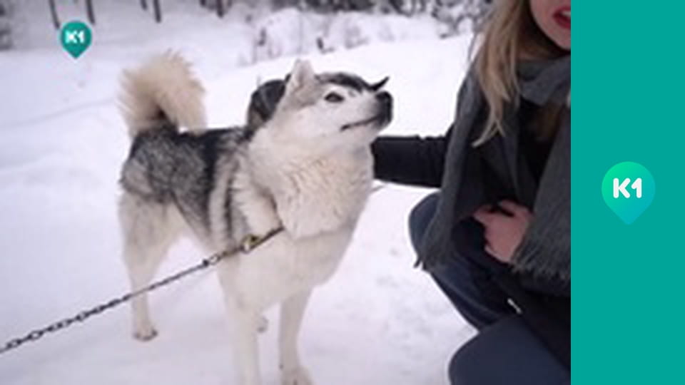 "Пригоди з Яною Метьолкіною".