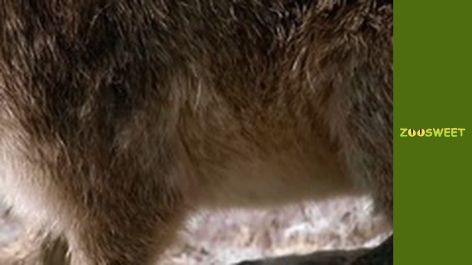 Знакомство с дикой природой, Выпуск 15