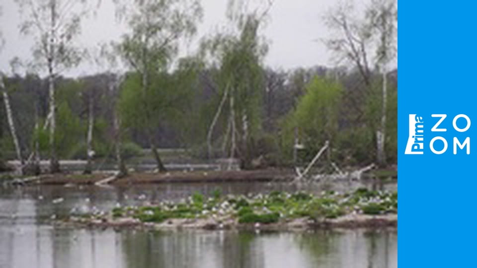 Hausbot Petra Horkého - Jane Goodallová