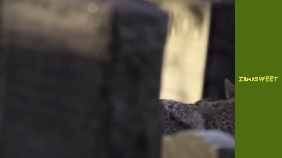 Знакомство с дикой природой, Выпуск 16