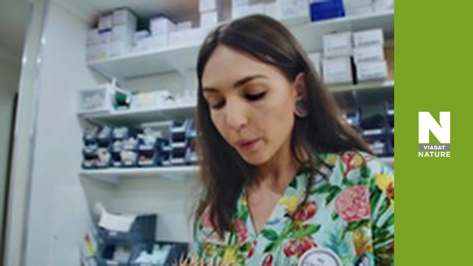 The Bizarre Pet Vets - Episode 4