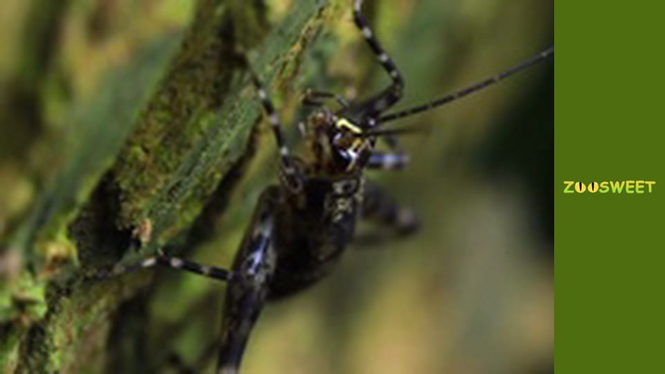 Мир дикой природы - серия 13