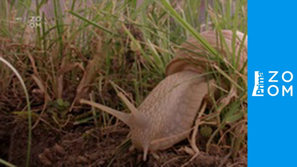 Rodiče v divočině E1 - Námluvy a porod