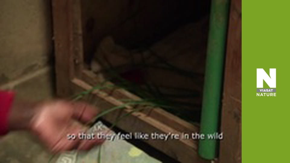 Рятувальники тварин у Малаві - Сезон 2 - Печалі панголіну