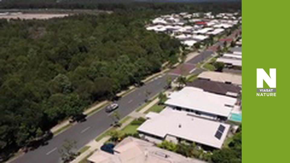 Aussie Snake Wranglers - Mistaken Identity