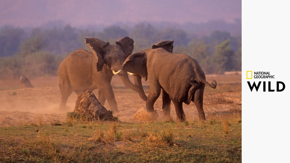 Deadly Instincts S1E6