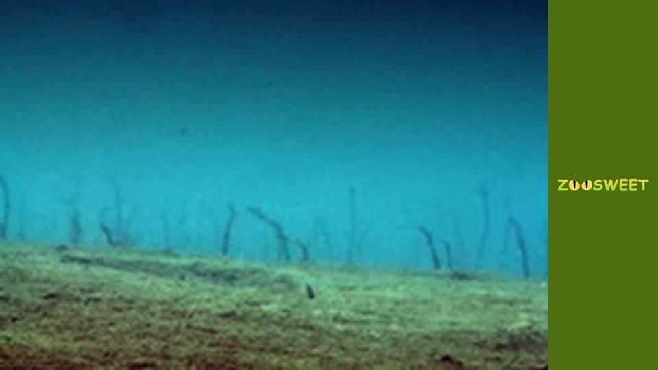 My friends are animals. Baby animals - episode 18