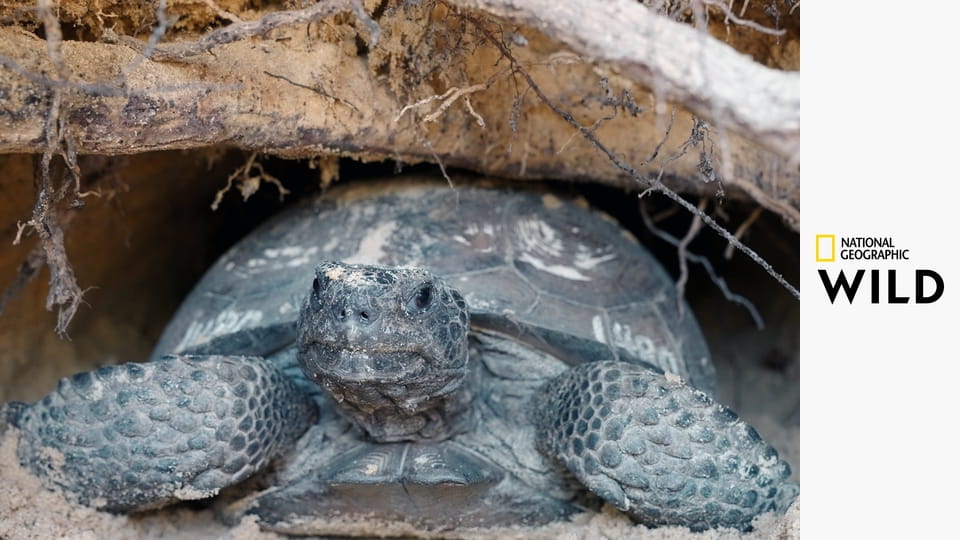 Национальные парки: США S1E3