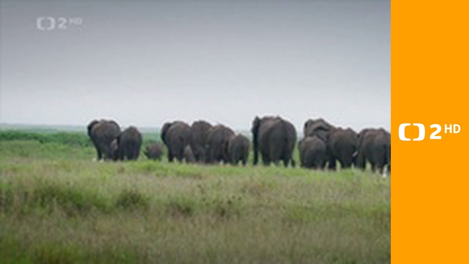Zvířecí odysea E1 - Cesta afrického slona