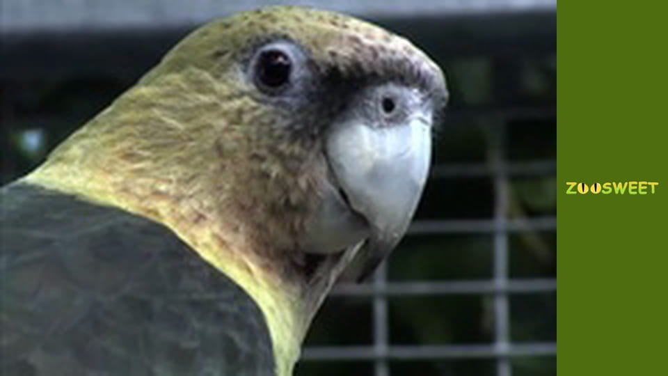 Моі улюбленці - серія 7