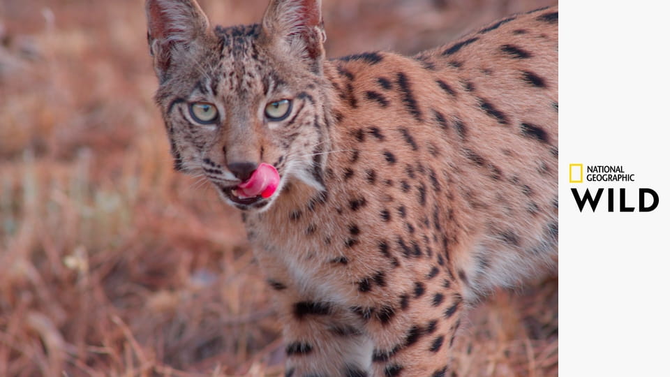 Леса Иберии: жизнь на грани S1E2 - Соперничество