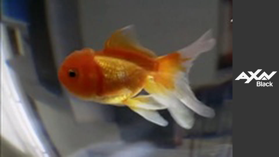 Komisař Rex S10E3 - Škola strachu