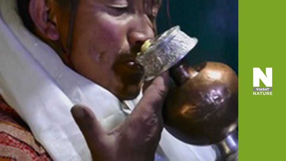 У пошуках сніжного барсу: Гонитва за тінню - Серія 1