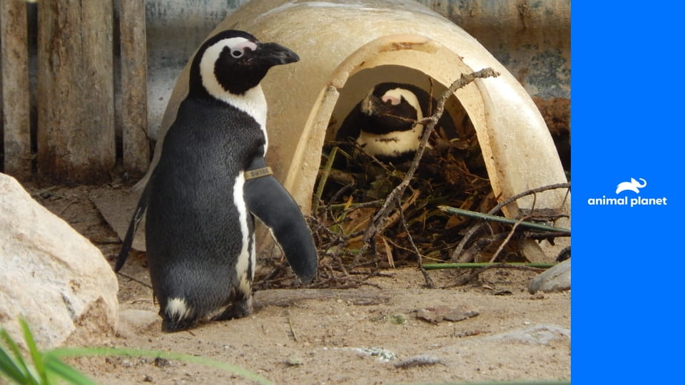 Знакомьтесь, пингвины S1E8