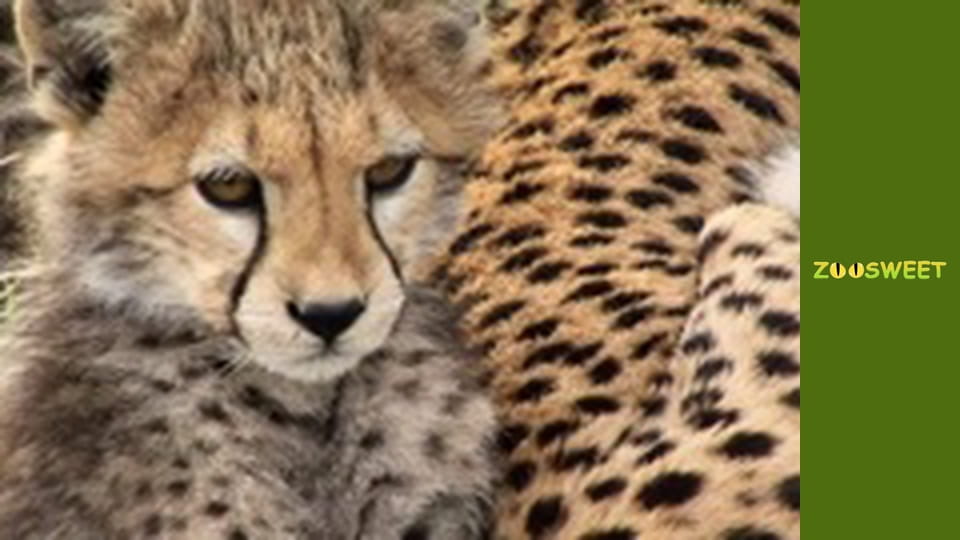 My friends are animals. Baby animals - episode 14