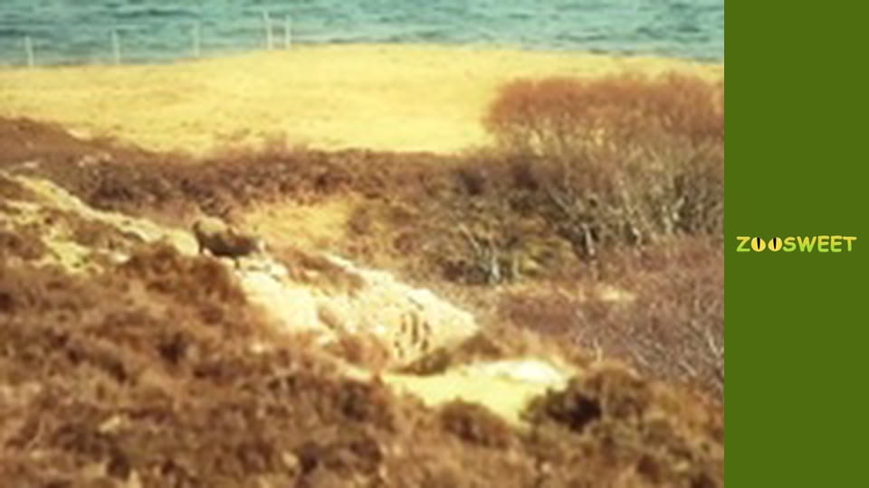 Спільноти тварин, Сезон 1, Випуск 7