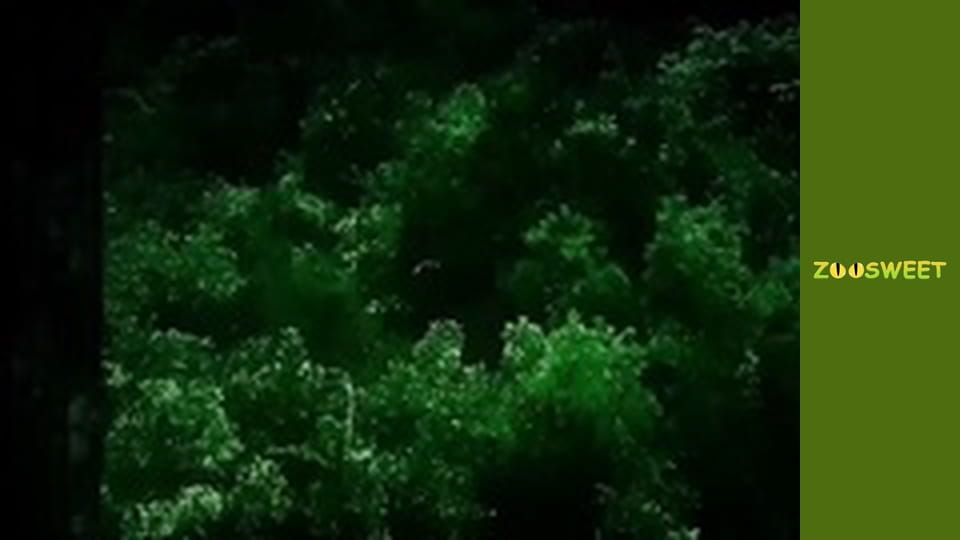 Спільноти тварин, Сезон 1, Випуск 7