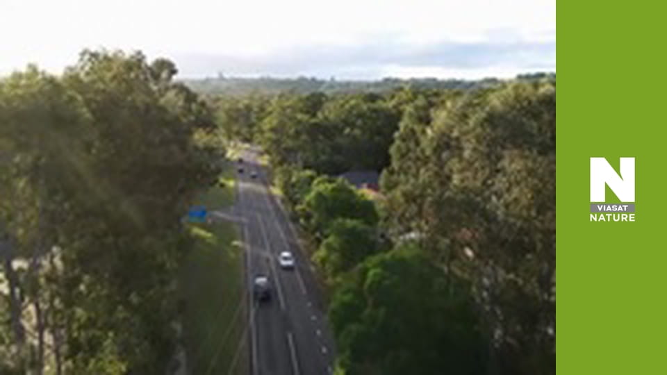 Aussie Snake Wranglers - Double Trouble