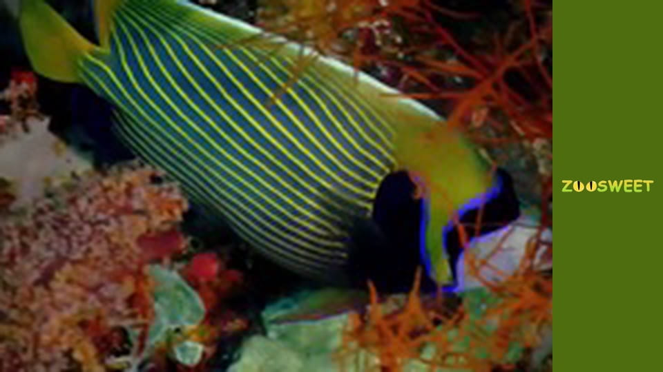 Дикі тварини - серія 4