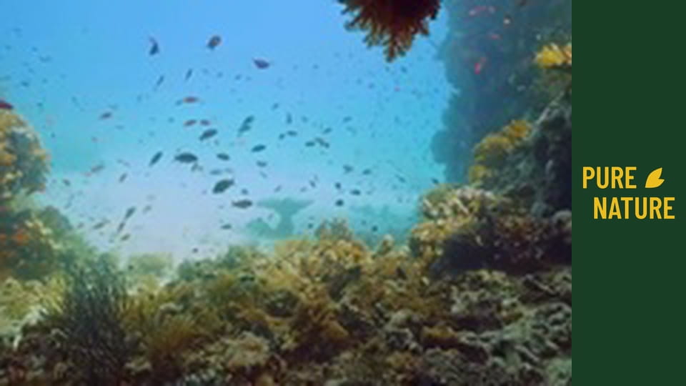 Under Red Sea: Incredible Underwater World