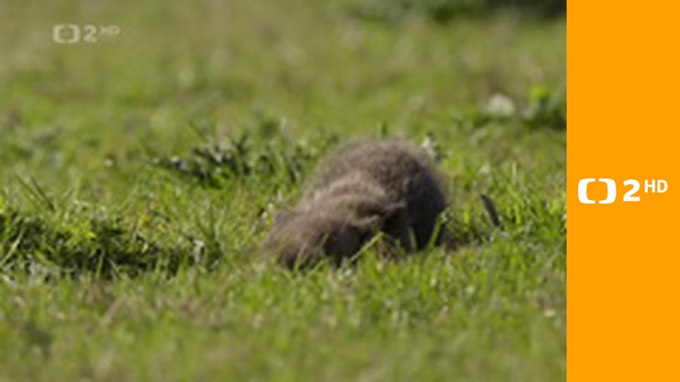 Příroda Nizozemska