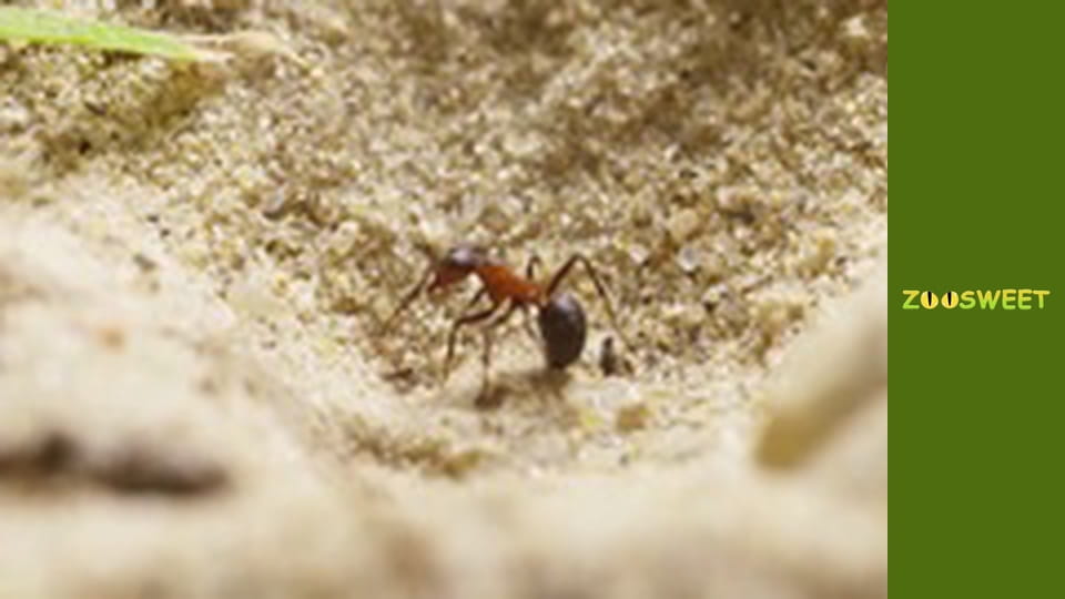 Let's go Wild, Episode 4