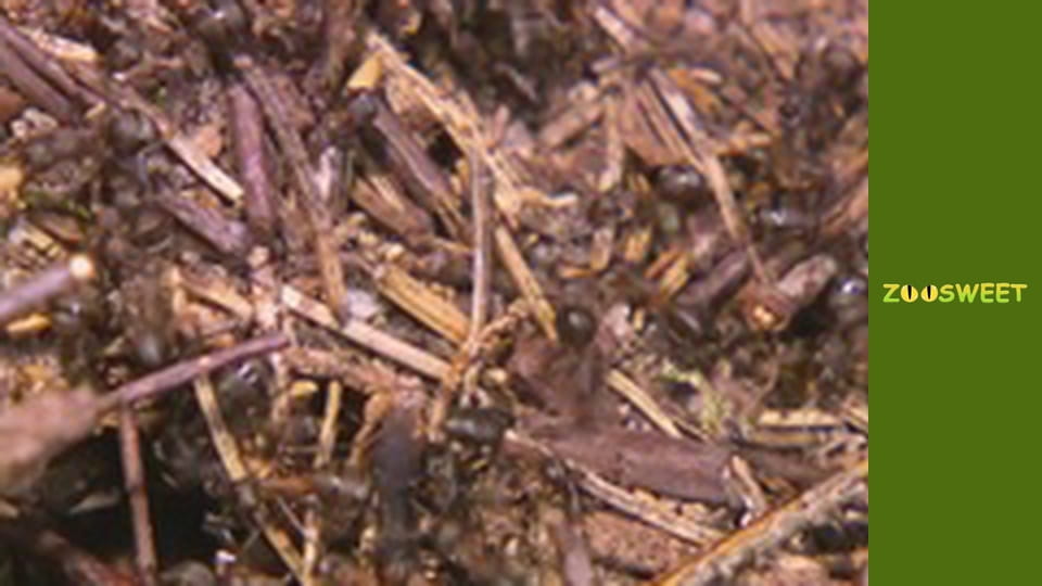 Знайомство з дикою природою, Випуск 4