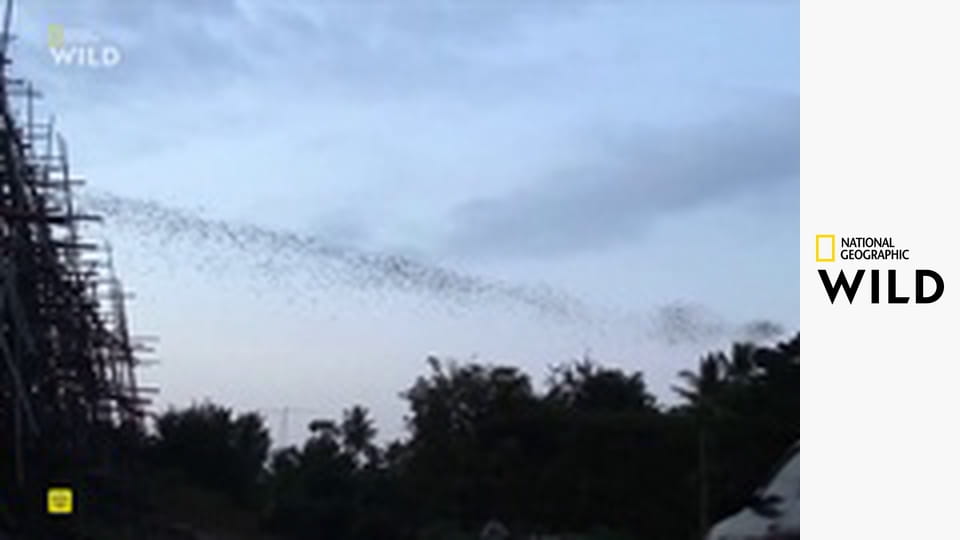 Nejnebezpečnější zvířata světa S1E3 - Zvířecí běsnění