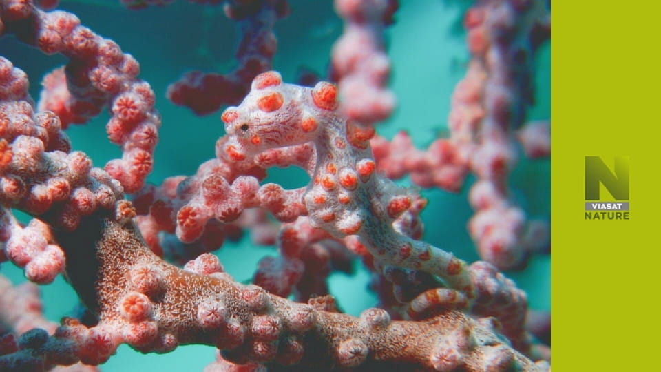 Тихий S1E2 - Мілководдя