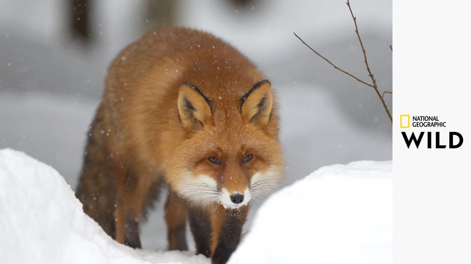 Самые опасные животные S3E1