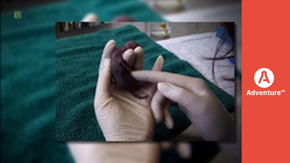 Pogotowie dzikich zwierząt E4