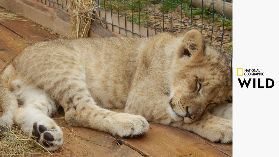 Львы: как братья стали королямиЛьвы: как братья стали королями