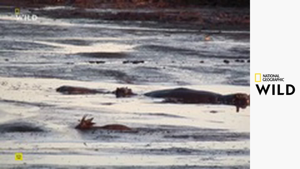 Nejnebezpečnější zvířata světa S3E2 - Řeky smrti