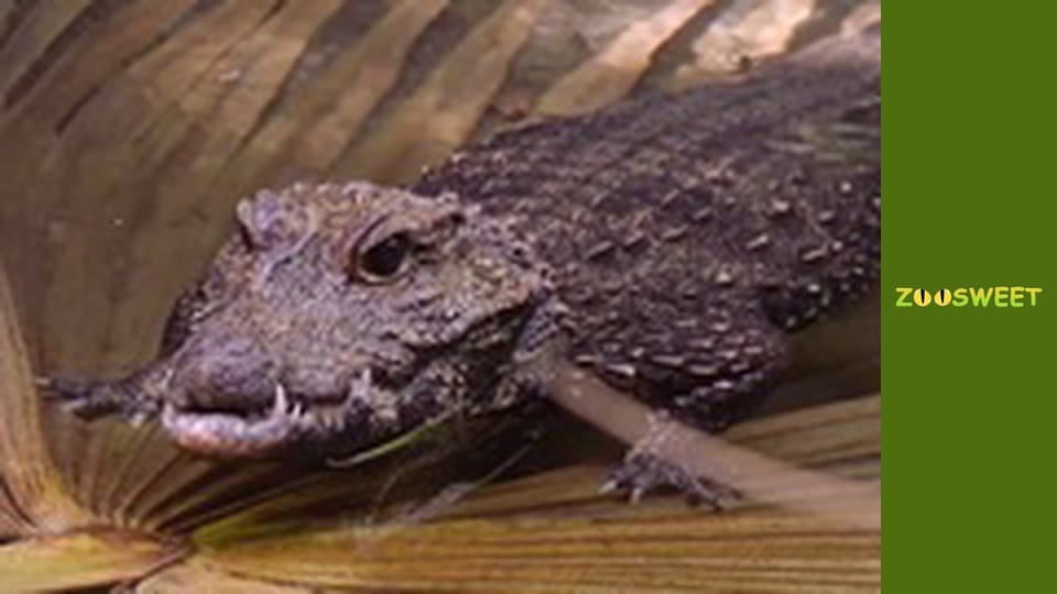 Дикі забави Сан-Дієго - серія 17