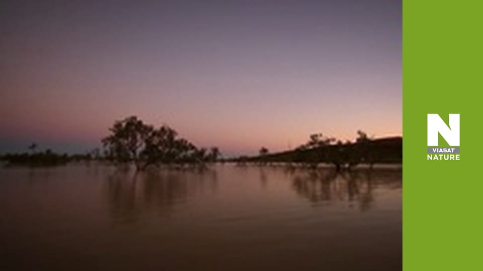 Nature's Mass Attacks - Fight or Flight