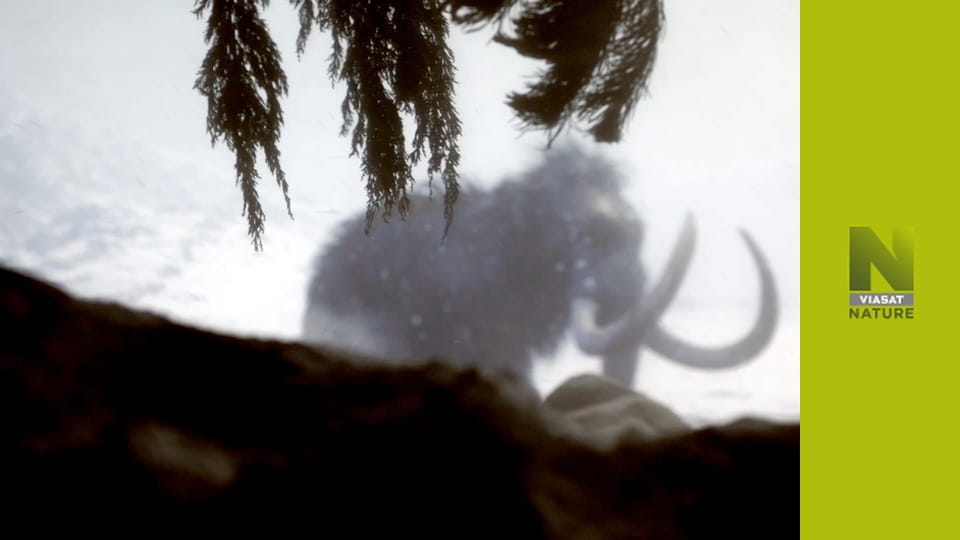 Атлантика: рік у дикій природі S1E1