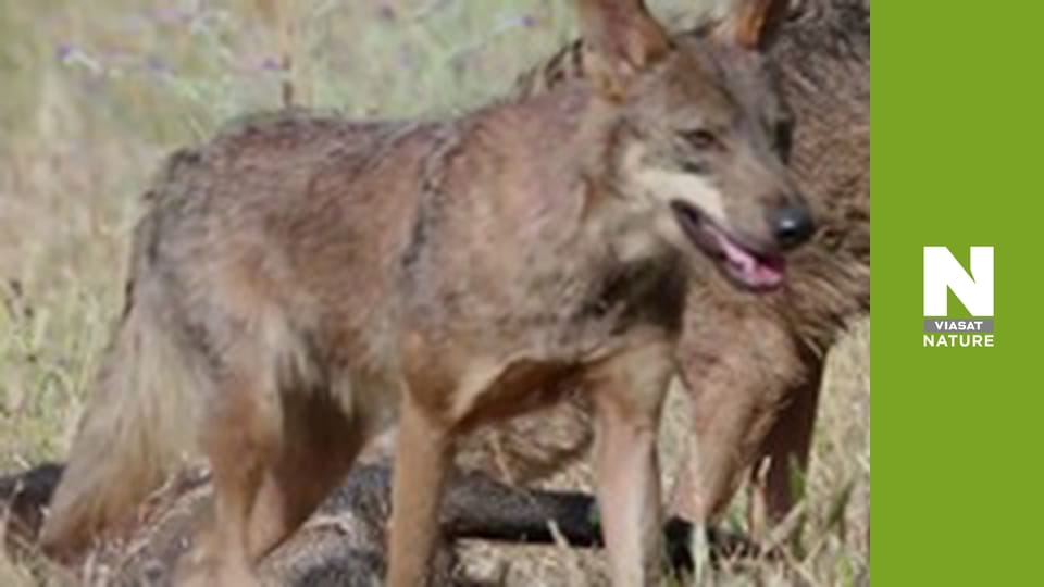 Wild Fighters - The Fight For Power