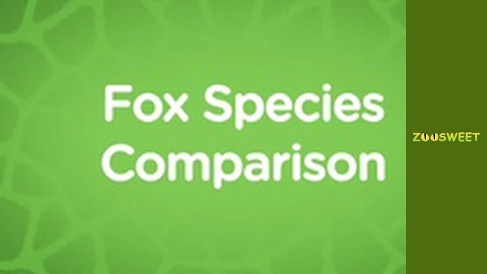 Прогулянки Дикою природою Сан-Дієго - серія 17