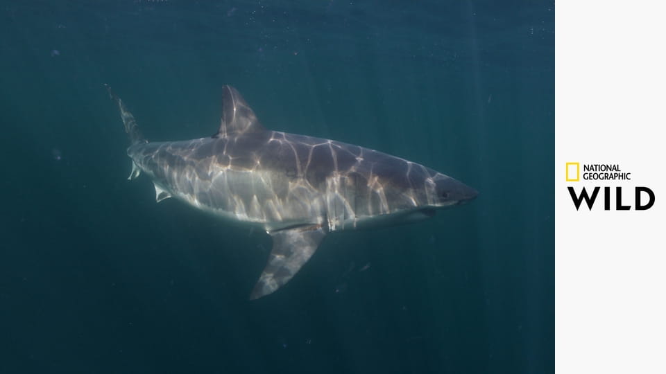 Акулы севера