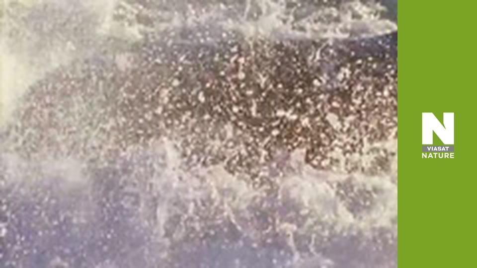 Дикая Латинская Америка - Амазонка