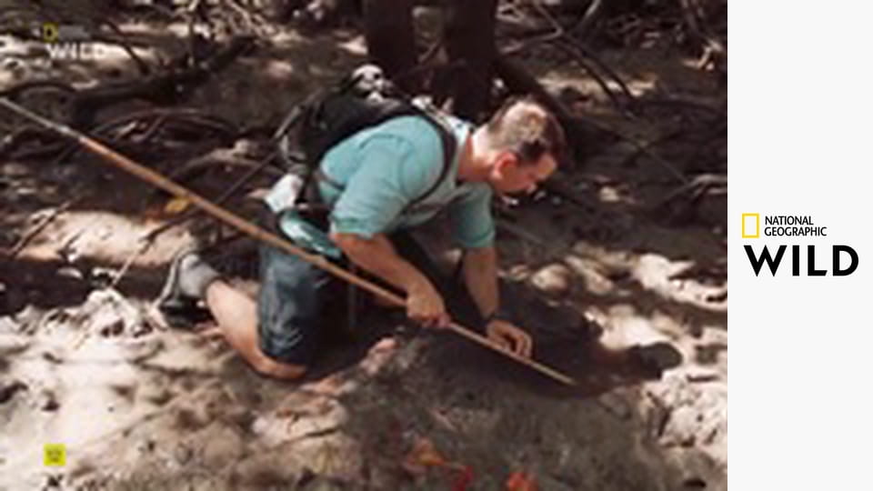 Zrozeni přežít S1E5 - Bahno a mangrovy