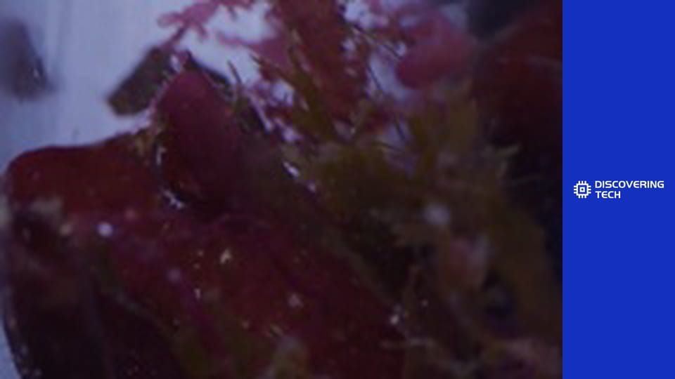 VOA TEK: Science of Seaweed
