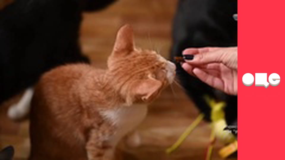 Таємний агент, 2 сезон, 13 еп.