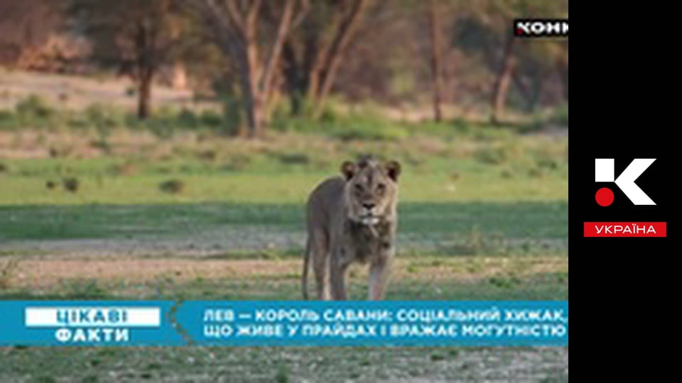 Цікаві факти.