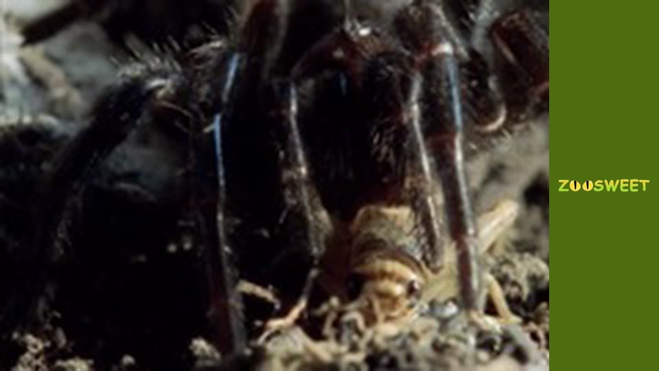 Дикие животные - серия 3