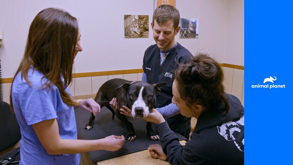 На свободу с питбулем S9E15 - Незабываемые моменты