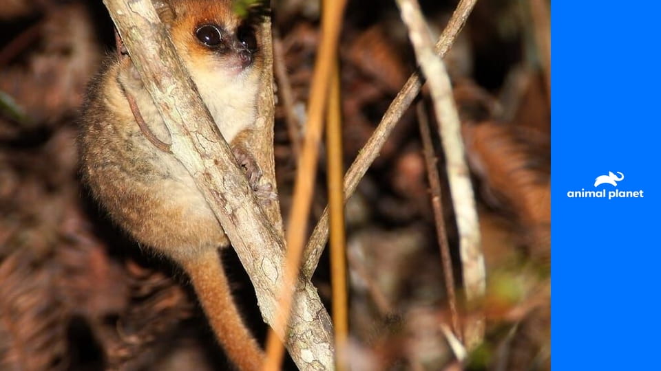 Маленькие гиганты S1E3